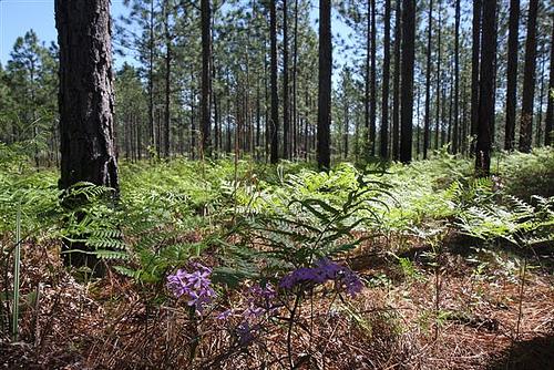 lincoln county ms